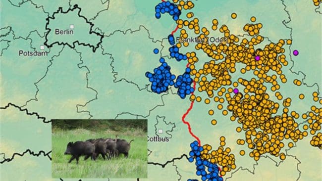 En karta från tyska Friedrich Loeffler - institutet visar spridningen av afrikansk svinpest. Gula punkter i Polen, blå i Tyskland.