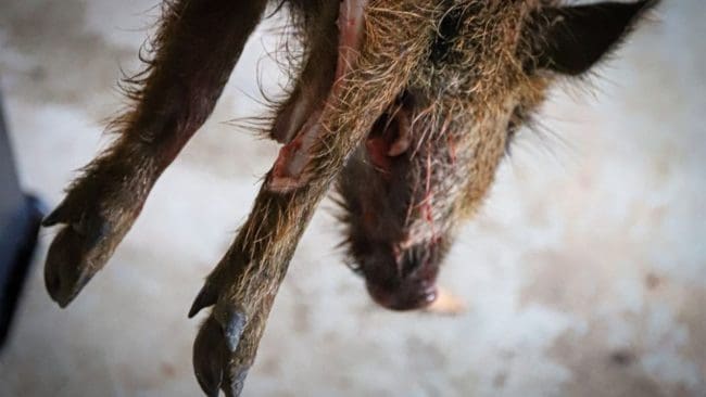 Vildsvinsjakten understödjs i Tyskland med målet att antalet fall av afrikansk svinpest ska minska.