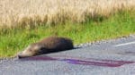 Polispatrullen som kom till platsen kunde snabbt konstatera att den trafikdödade ”hamstern” var ett vildsvin. (arkivbild)