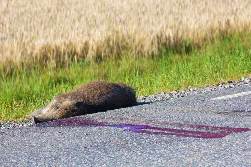 Polispatrullen som kom till platsen kunde snabbt konstatera att den trafikdödade ”hamstern” var ett vildsvin. (arkivbild)