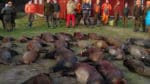 35 vildsvin fälldes på fyra timmar under årets storjakt på vildsvin i Sankt Anna.