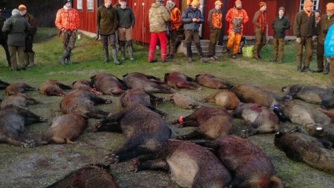 35 vildsvin fälldes på fyra timmar under årets storjakt på vildsvin i Sankt Anna.
