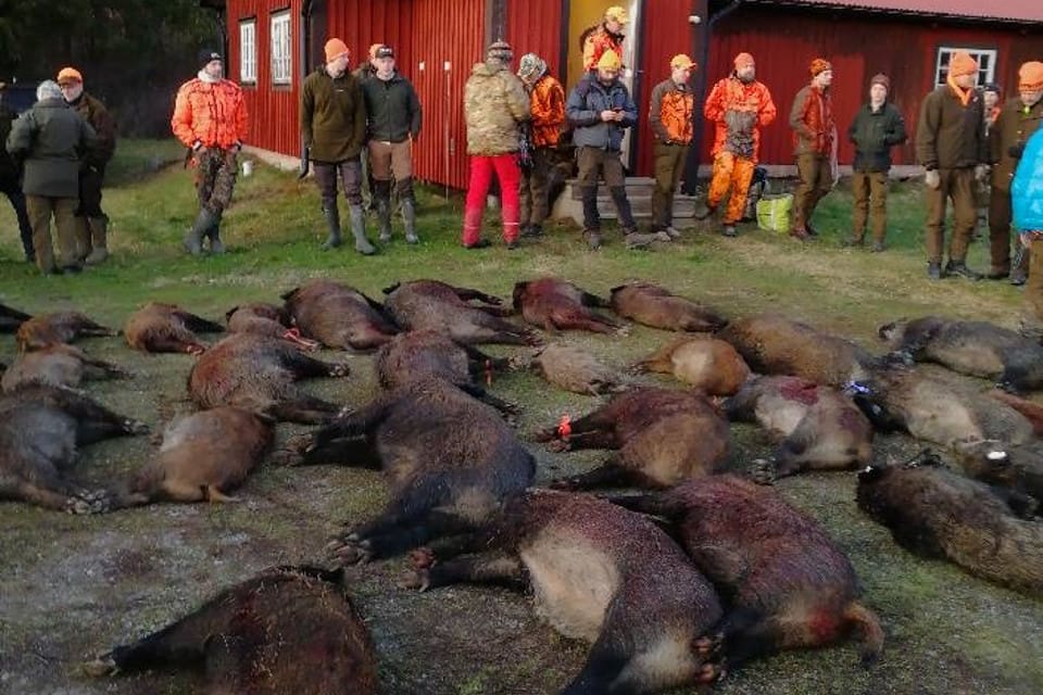 35 vildsvin fälldes på fyra timmar under årets storjakt på vildsvin i Sankt Anna.