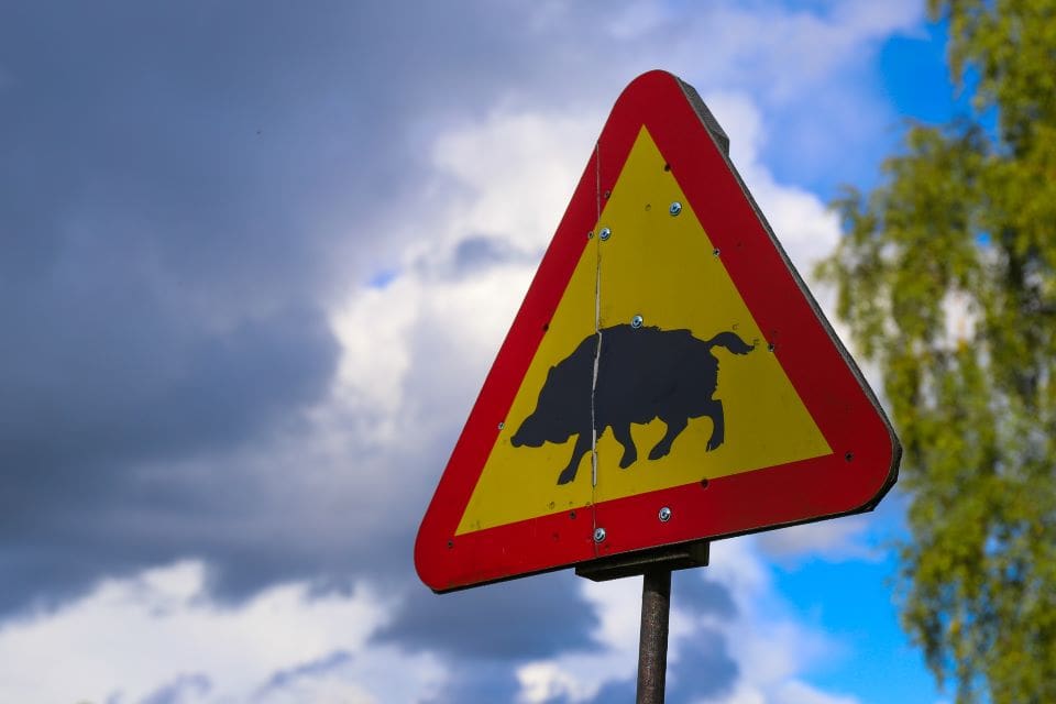 Varning för vildsvin i grödorna. Under 2020 förlorade lantbrukarna 85 400 ton spannmål på grund av vildsvinens framfart.