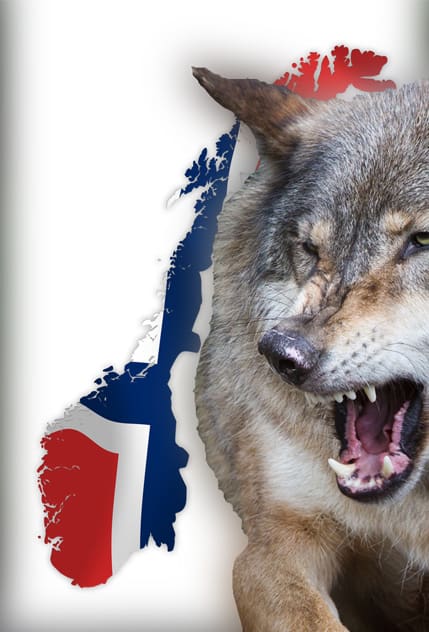 Icke önskad av Senterpartister. Ungdomsförbundet i norska Senterpartiet ger sitt stöd till lantbruks- och matministern, Trygve Slagsvold Vedum, som vill införa fri jakt på varg i landet.