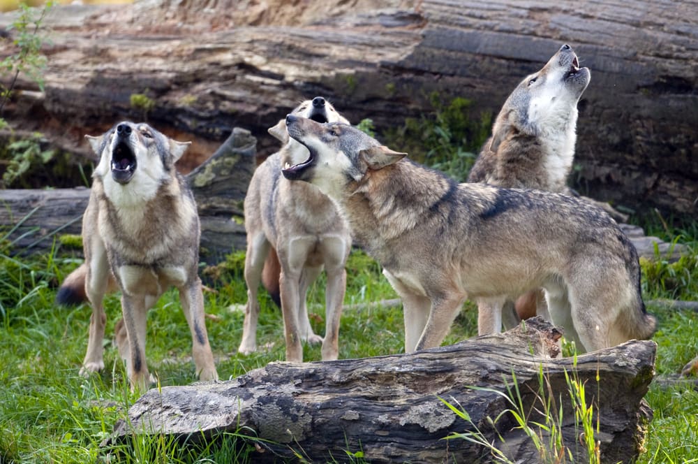 Rovdjursföreningens krav skulle leda till att det blir omöjligt att jaga vargar i flock.