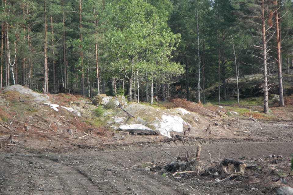 Om viltåkrarna anläggs mosaikformat i landskapet erbjuder man lagom mycket näring och skydd.