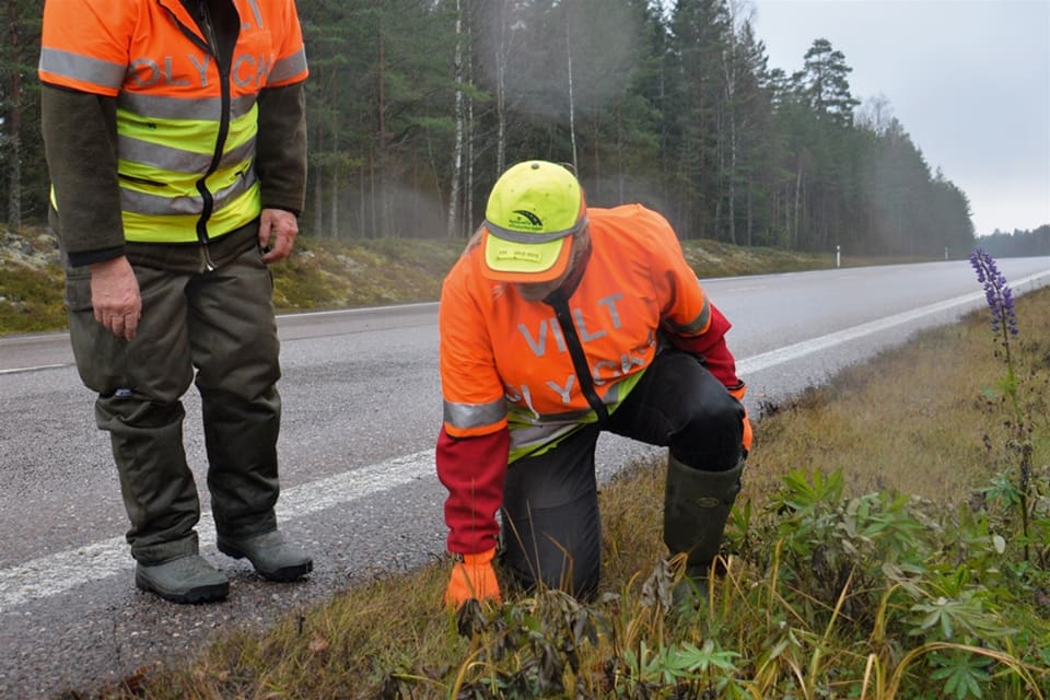 Trafikeftersöken i Skåne måste anpassas efter en situation med ett nyetablerat vargrevir, nu avråder polisen jägarna från att släppa sina hundar.
