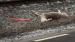 När två bilister skulle dra undan ett trafikdödat rådjur i Trarydstrakten i Småland blev det ett bråk med andra trafikanter som resulterade i ett dödshot. (Arkivbild)