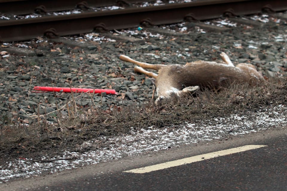 När två bilister skulle dra undan ett trafikdödat rådjur i Trarydstrakten i Småland blev det ett bråk med andra trafikanter som resulterade i ett dödshot. (Arkivbild)