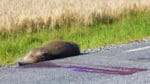 Vanligast är viltolyckor med rådjur, älg och vildsvin.