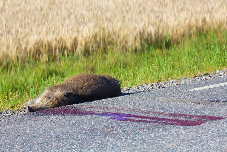 Vanligast är viltolyckor med rådjur, älg och vildsvin.