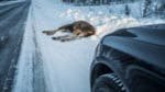 Förra året inträffade det fler än 60 000 viltolyckor med bil och älg, rådjur eller vildsvin i Sverige.