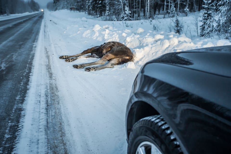 Förra året inträffade det fler än 60 000 viltolyckor med bil och älg, rådjur eller vildsvin i Sverige.
