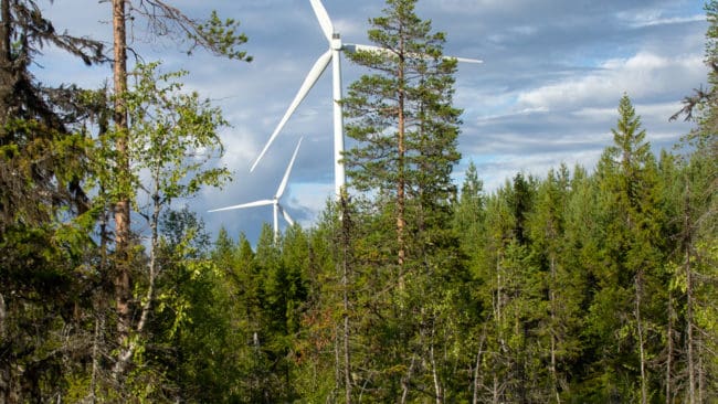 Forskaren i Sverige och Norge ska studera rörelsemönster hos GPS-försedda älgar, järvar och vargar i områden med vindkraft.