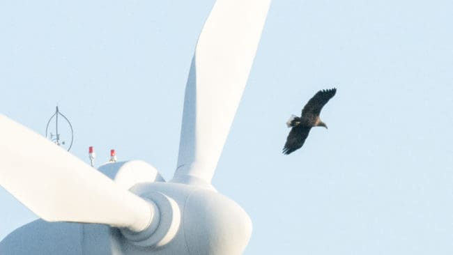 Havsörnen är Nordeuropas största rovfågel och kan ha en vingbredd på 2,5 meter.