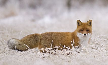 Vi i norr har kvar en tid med fint isfiske och kanske lite rävjakt.