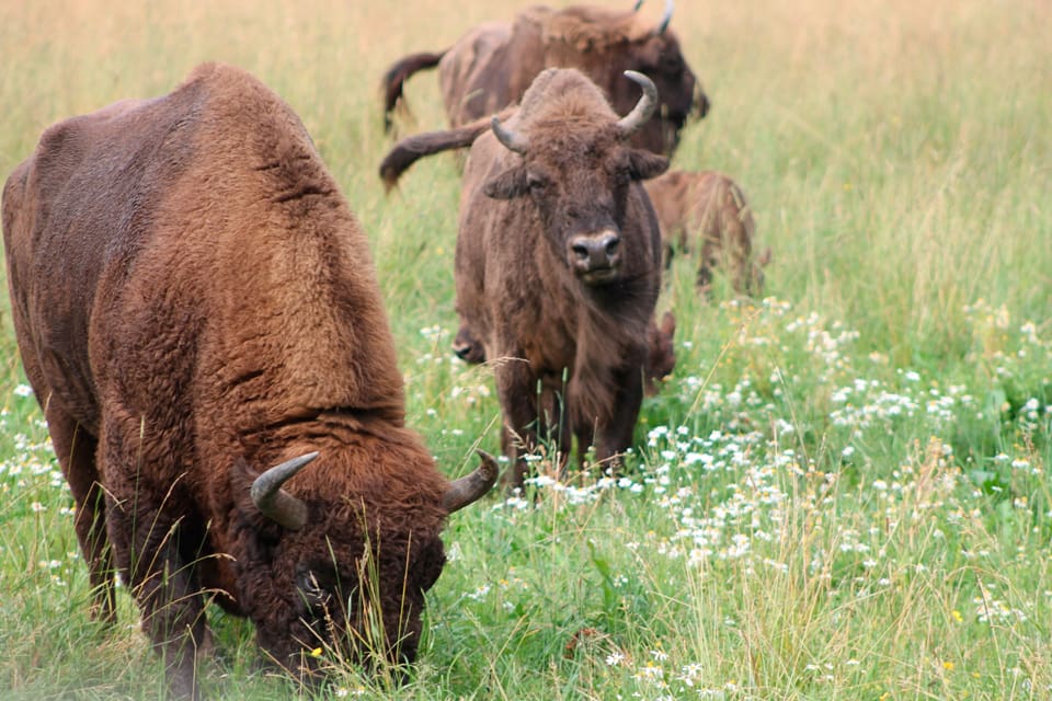 Det går inte bra för visentflocken som satts ut på Jylland i Danmark i rewildingprojektet. Nio visentar har avlivats eftersom de blivit sjuka på grund av mineralbrist.