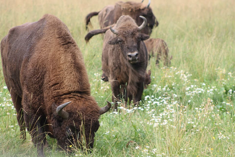 Rewilding med visent i Schweiz väcker protester från både bönder och jägare.
