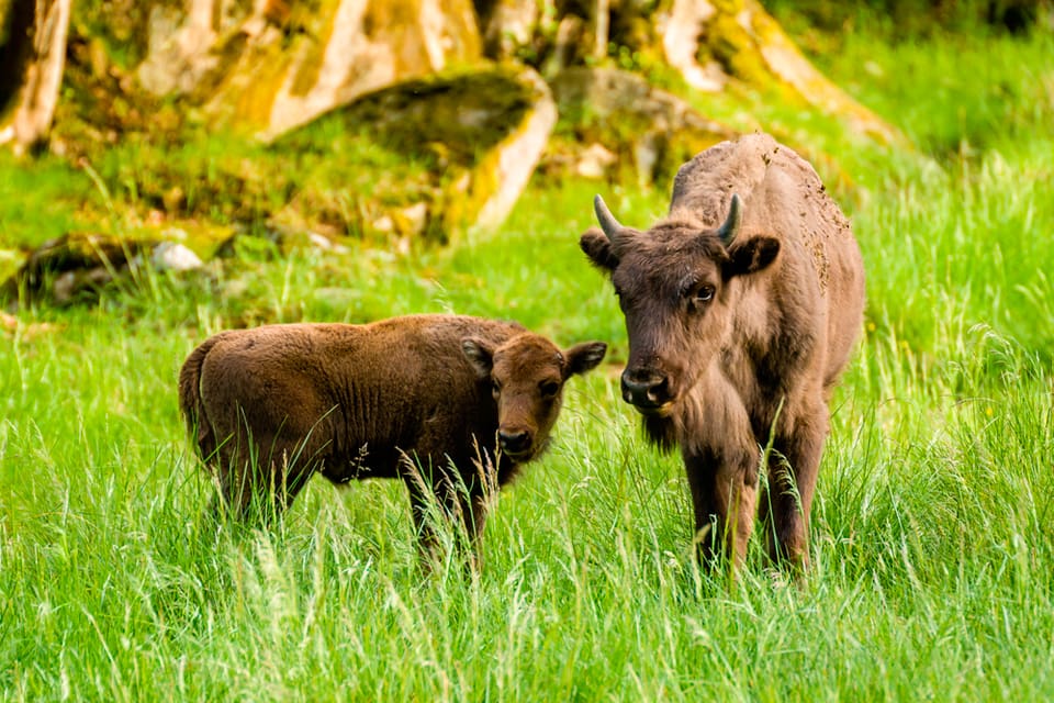 Huruvida visenter i tyska Rothaargebirge ska få ströva fritt eller inte ska avgöras i domstol.