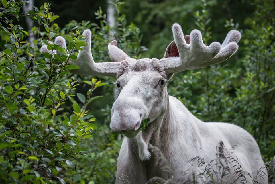 DNA-studier av Värmlands vita älgar ske ge svar på vilka genetiska avvikelser som ligger bakom leucismen, som ger den vita pälsen.