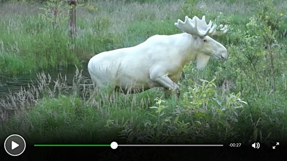 Hans Nilsson, kommunalrådet i Eda, som lade ut succéfilmen på den vita älgtjuren, befarar att de fyrbenta älgjägarna inte respekterar att tjuren är fredad.