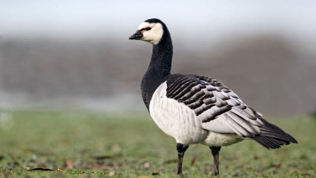 Skadskjutna vitkindade gäss hade lämnats vid en åker på Södra Gotland. Skadade gäss ska avlivas. Dessutom tog skyddsjakten slut den 15 november. (Arkivbild)