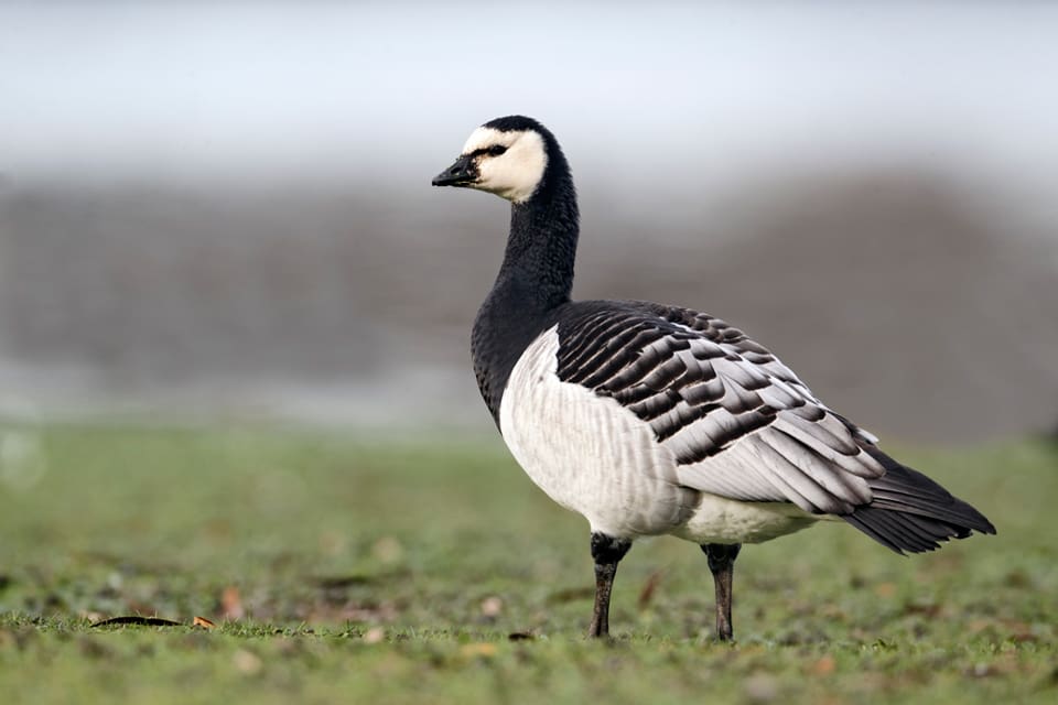 Skadskjutna vitkindade gäss hade lämnats vid en åker på Södra Gotland. Skadade gäss ska avlivas. Dessutom tog skyddsjakten slut den 15 november. (Arkivbild)