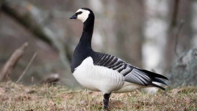 Det gick inte att få gehör i den ständiga kommittén för Bernkonventionen att häva det strikta skyddet för vitkindad gås, som härjar i grödor på bland annat Gotland. Därmed har EU sett till att det bara är skyddsjakt som gäller även i fortsättningen.
