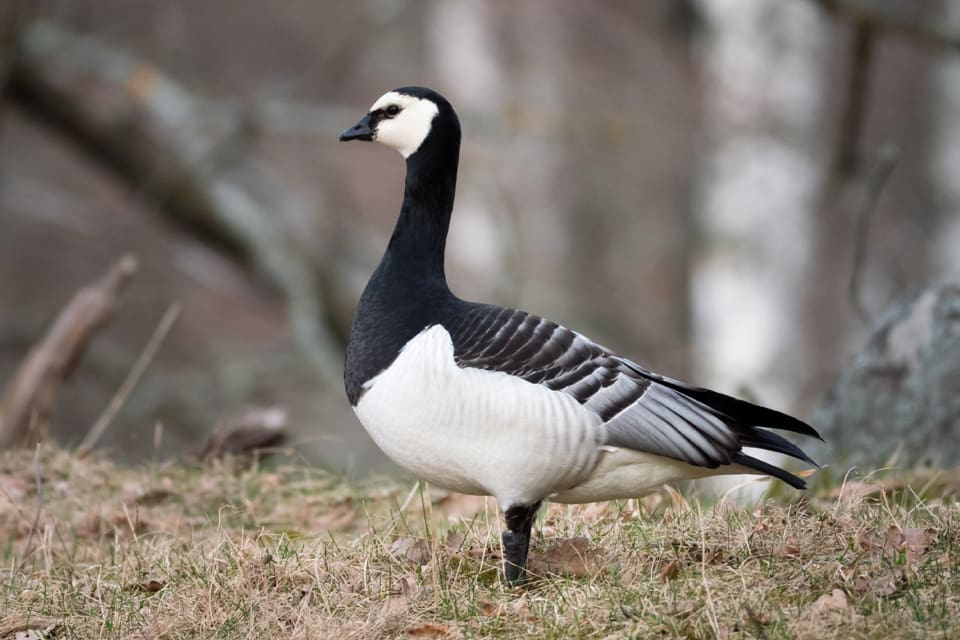 Det gick inte att få gehör i den ständiga kommittén för Bernkonventionen att häva det strikta skyddet för vitkindad gås, som härjar i grödor på bland annat Gotland. Därmed har EU sett till att det bara är skyddsjakt som gäller även i fortsättningen.