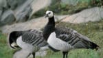 Den mycket smittsamma fågelinfluensan av typen H5N8 har upptäckts hos vilda fåglar i Sverige. De första fallen som hittats gäller vitkindad gås och pilgrimsfalk.