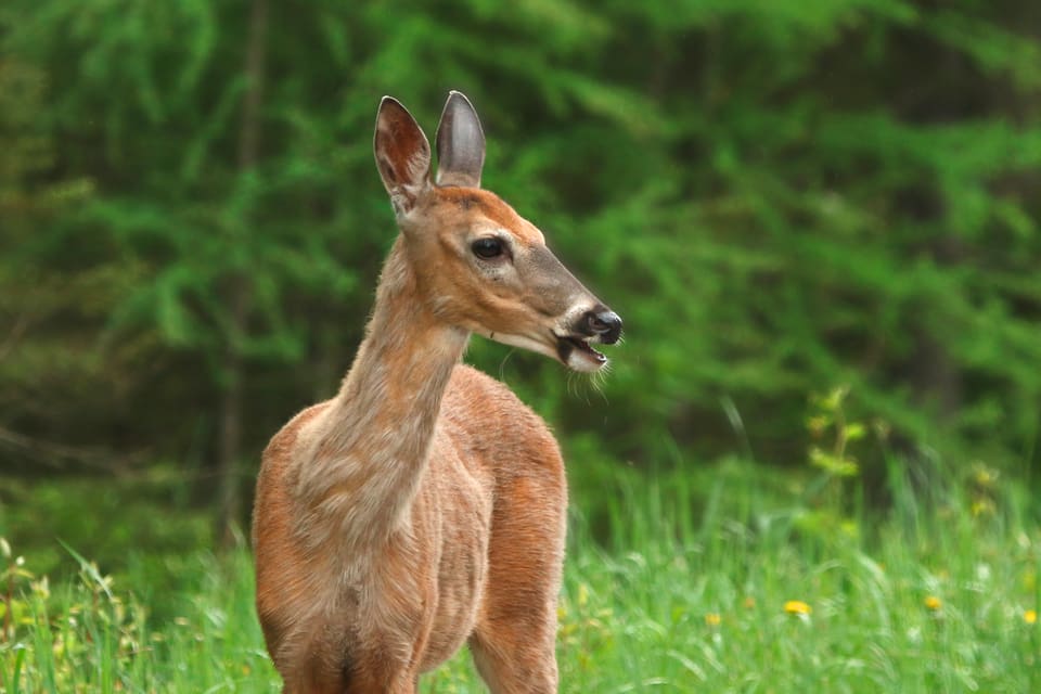 I amerikanska Ann Arbor, Michigan, fångas hindar in och steriliseras för att begränsa tillväxten av hjortstammen.