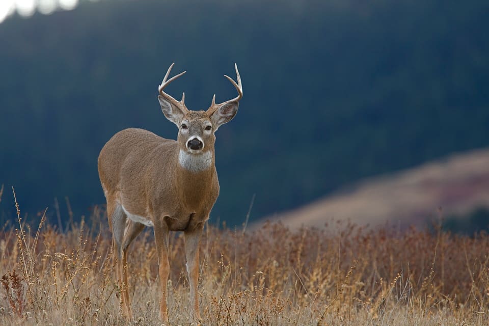 Jägare som bor delstaten Vermont får inte ta hem fällda hjortar eller rådjur hur som helst, eftersom delstaten vill undvika att få in CWD-smitta.