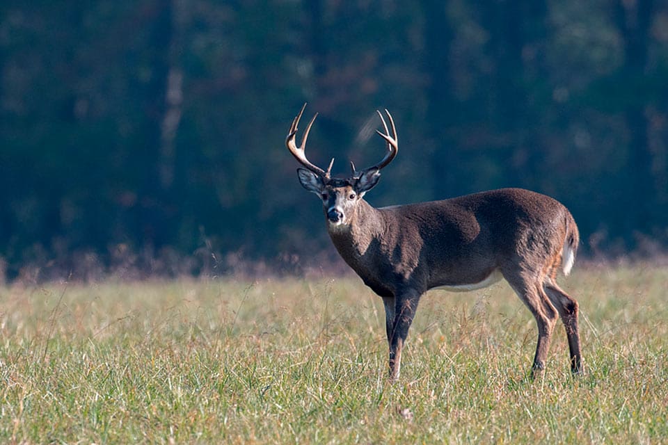 Efter att ett tredje fall av CWD upptäckts i Minnesota har det införts förbud mot att utfodra vilt.