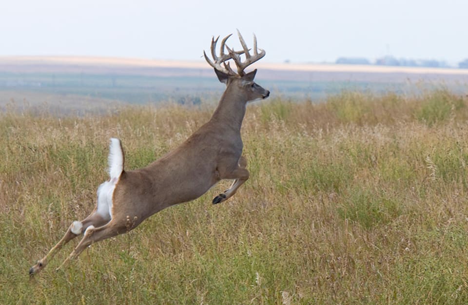 En massiv jakt på vitsvanshjortar har avslutats i ett område i Minnesota för att stoppa CWD-spridningen.