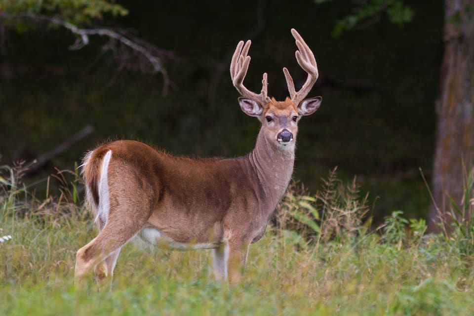 I Wisconsin är det förbjudet att utfodra hjortar för att minska spridning av CWD. Men lagen är otydlig, vilket gör att det är svårt att fälla någon som bryter mot den.