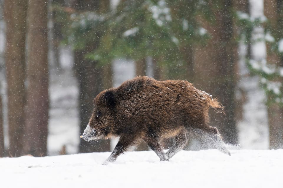 På måndag börjar en stor övning i Danmark som simulerar att svinpesten nått landet. Under tiden fortsätter jägarna att försöka utrota de kvarvarande vildsvinen och skyddsstängslet vid den tyska gränsen har börjat byggas för att stoppa invandringen av nya vildsvin.