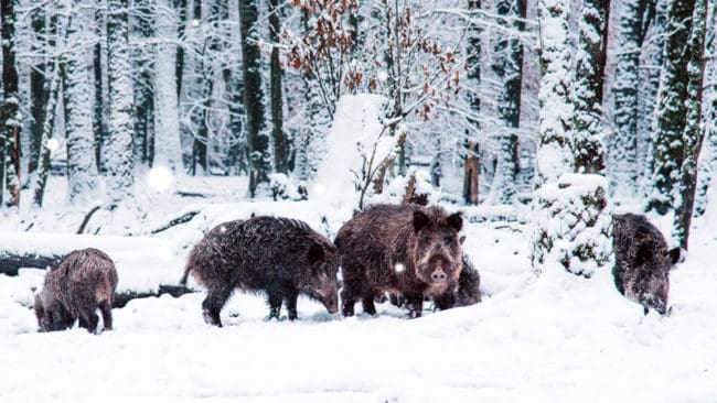 Vildsvinen börjar etablera sig även i västra Finland och bidrar till rädslan för att svinpest ska komma över gränsen från Baltikum eller Ryssland.