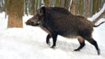 Ökad jakt och stopp för utfodring. LRF-Mälardalen vill att markägarsidan sätter större press på jägarna att lösa problemen med vildsvin som skadar grödorna.