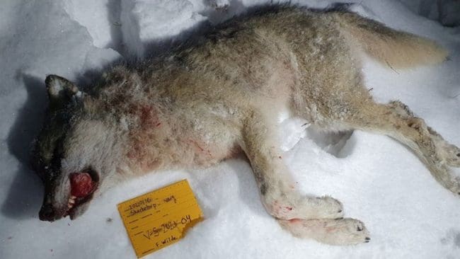 Hittills har det fällts fem av sex vargar i Stora Bör i Värmland, men reviret blir inte tömt ens om sex vargar fälls. Därför har JRF-distriktet begärt att det får skjutas ytterligare två vargar i reviret.