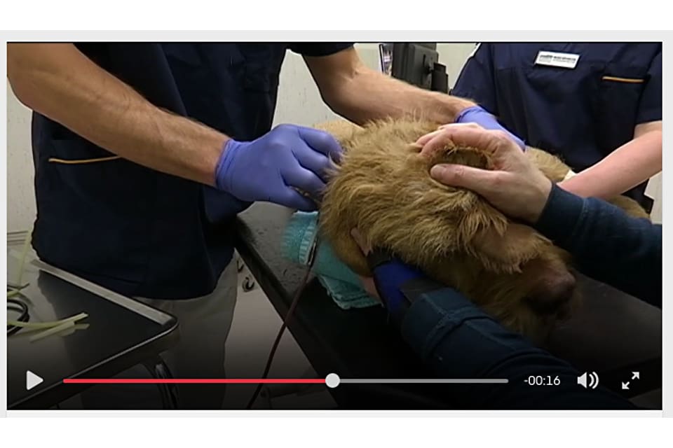 SVT Västmanland har ett filminslag när hunden Grimm ger blod.