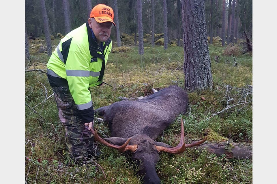 Jaktledaren Bengt-Olov Hedlund fällde en sextaggare på drygt 200 kilo redan efter en kvart på älgjaktspremiären.
