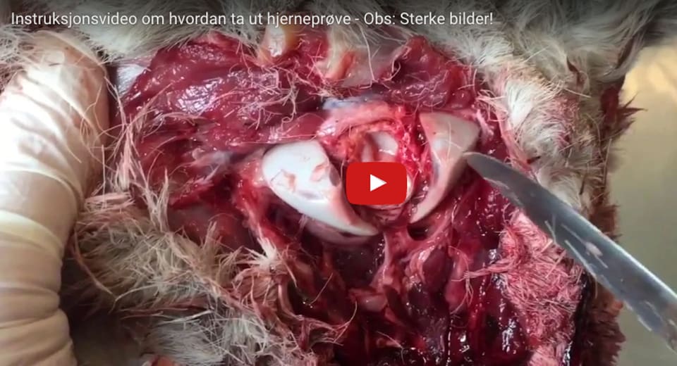 Instruktionsfilmen visar hur jägare ska ta hjärnprover från fällda hjortdjur.