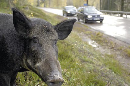 Viltolyckorna minskar om man jämför andra kvartalet med samma tid förra året. Även olyckorna med vildsvin minskar, vilket kan bero på den hårda vintern.