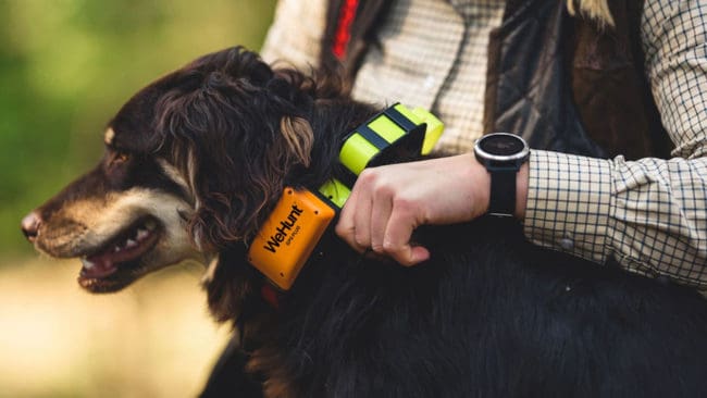 Nya hundpejlen GPS Plus från WeHunt visar jakthundens arbete i mobilen med WeHunt-appen. Förutom priset för pejlhalsbandet blir det en årlig kostnad på nästan 1 000 kronor för GPS-abonnemanget där Pro-versionen av WeHunt-appen ingår.