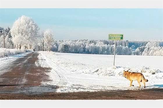Kvinnan tog bild på vargen efter angreppet. Där syns det tydligt att den bär ett sändarhalsband, som enligt uppgift inte längre fungerar.