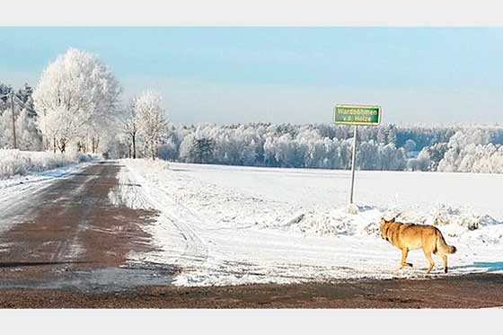Kvinnan som attackerades tog ett foto av vargen när den gick iväg.