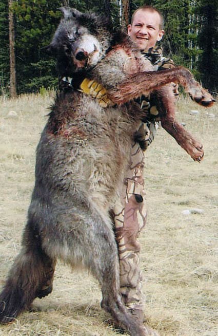 Jättevargen. Detta är en mer högupplöst bild av vargen, samt en lite annorlunda vinkel, än den bild som Jakt & Jägare publicerade inledningsvis (den gamla hittar ni nedan). Bilden kan se lite "grynig ut, vilket beror på att den för stor för denna hemsida. Spara bilden på din desktop och öppna den i ett bildvisningsprogram.
