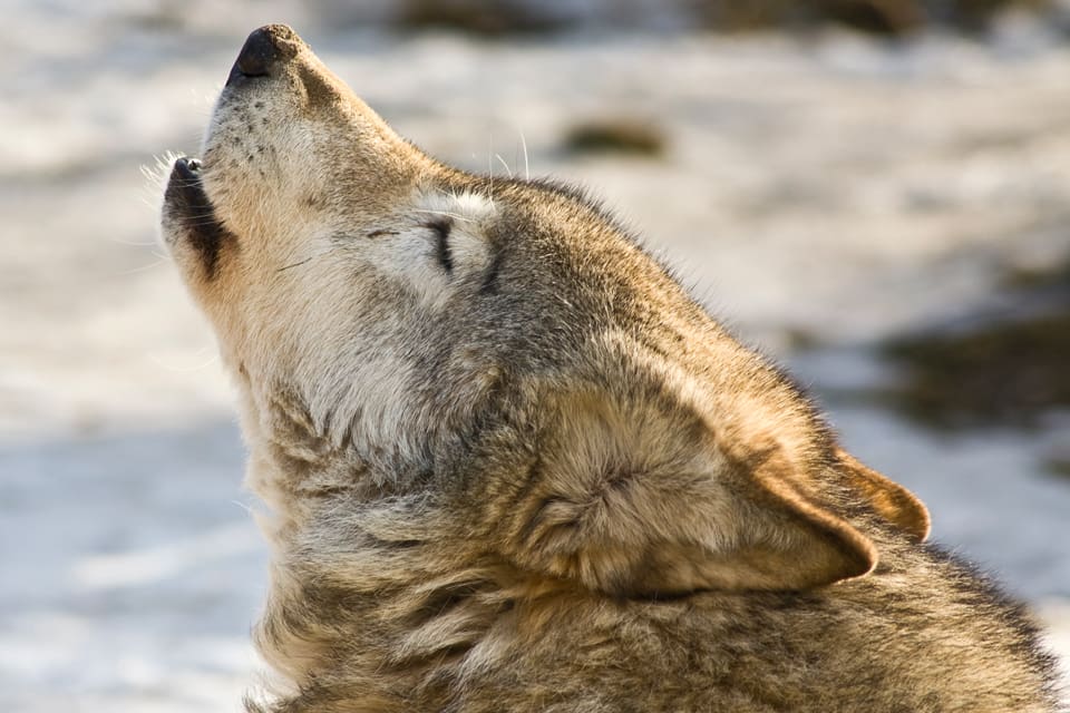 Jakten på 42 vargar i Norge kan fortsätta. Hittills har åtta vargar fällts. Världsnaturfonden WWF fick inte gehör av domstolen efter ett nytt försök att stoppa jakten.