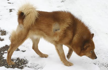 En vargskadad jakthund ersätts med max 7 000 kronor. Det fick Zackos husse erfara efter vargangreppet på finnspetsen. Såren är i stort sett läkta, men Zacko törs inte längre gå ut ensam på nätterna.